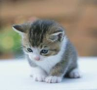 KEDİ KEDİ