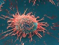 kanser hücreleri