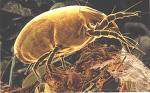 mite