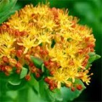 rhodiola küçükusta